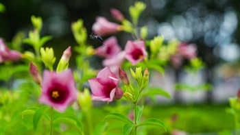 紫花黄蝉